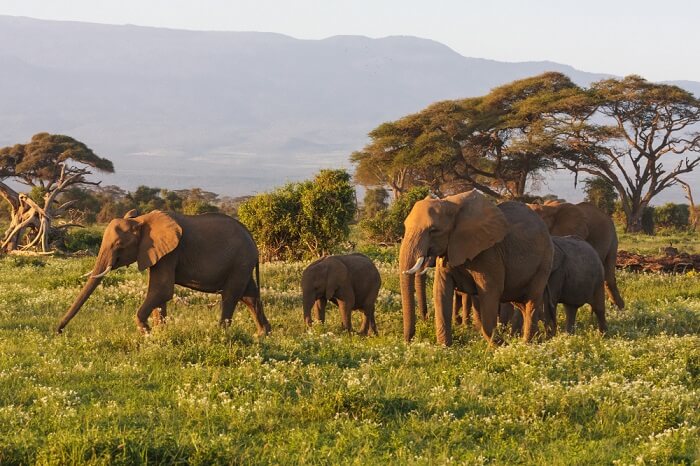 Africa
